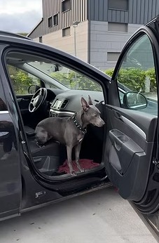Bettwanzenspürhung am Auto